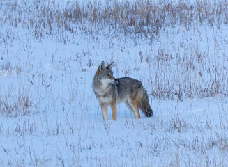 Coyote at Winter Dawn