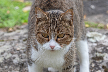 European tabby cat posing in nature