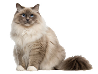 Majestic and fluffy lilac point Ragdoll cat with striking blue eyes and a soft, long coat, is posed in a dignified seated position against a digitally noisy, isolated on transparent background.