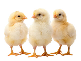 Adorable fluffy yellow baby chicks with soft downy feathers and tiny orange feet are depicted in a close-up arrangement, facing slightly different directions, isolated on transparent background.