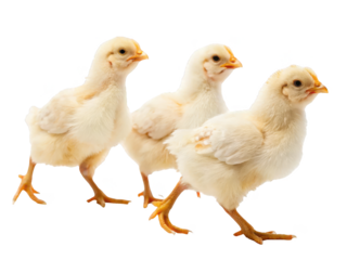 Adorable fluffy yellow baby chicks with downy feathers and tiny orange beaks are depicted walking forward in a playful manner, illuminated by soft, natural, isolated on transparent background.