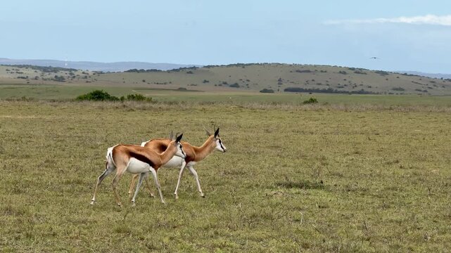Springboks Grazing in the South African Bush (Antidorcas marsupialis)