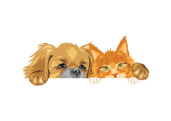 Pekingese dog and Ginger Maine Coon cat are best friends