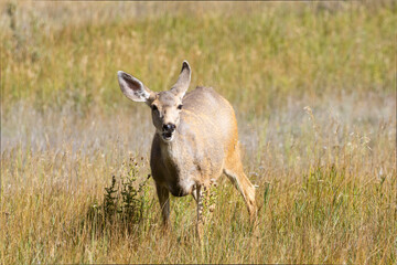 Doe Mule Deer