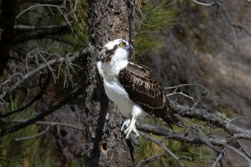 Osprey in Eleven Mile Canyon Colorado