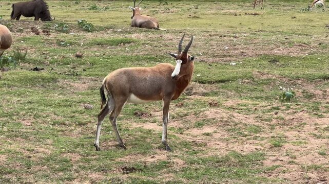 Bontebok Grazing in the South African Bush (Damaliscus pygargus)