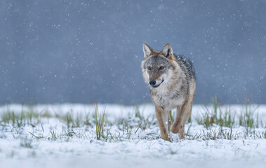 Obraz premium Grey wolf ( Canis lupus ) close up