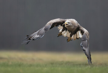 Fototapeta premium White tailed eagle ( Haliaeetus albicilla)
