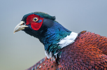 Ringneck Pheasant (Phasianus colchicus) male close up