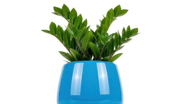 Zamioculcas zamiifolia in blue pot isolated PNG, evergreen plant with glossy leaves for indoor decoration on transparent background