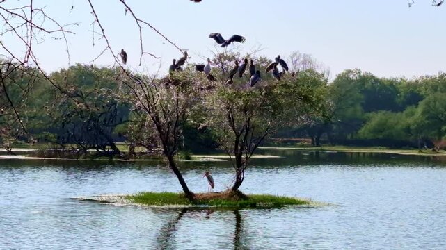 Two slender trees on a grassy islet hold perched birds while a lone wader stands below. Ripples surround the scene. Keoladeo Bird Sanctuary, National Park, Bharatpur.