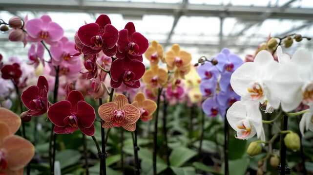 Colorful orchid flowers in a greenhouse blooming ly
