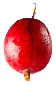 Fresh ripe red gooseberry with water droplets top view closeup isolated on transparent background