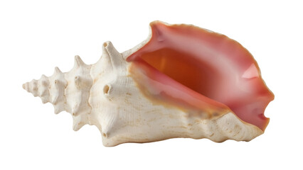 Queen conch shell PNG isolated on transparent background, large sea snail with a pink interior for marine life and coastal decor