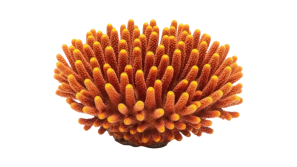 Vibrant orange branching coral isolated PNG, marine invertebrate with yellow tips on transparent background, underwater life and ocean ecosystem