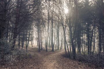 Fototapeta premium A pathway divides in a tranquil forest, where tall, slender trees stand as silent sentinels. Sunlight pierces through the canopy, casting a dreamy atmosphere.
