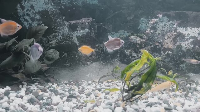 Colorful fish swim in a bright aquarium with lush green plants and rocks during the day. 