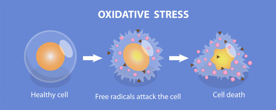 3D Isometric Flat Vector Illustration of Oxidative Stress, From Healthy Cell To Cell Death, The Impact On Cellular Function