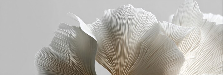 Close up white color mushrooms on white background. Trendy color of year 2026 cloud dancer