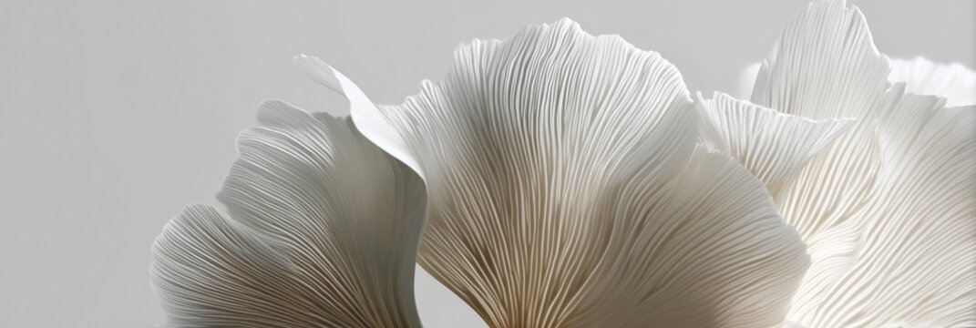 Close up white color mushrooms on white background. Trendy color of year 2026 cloud dancer