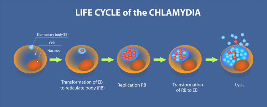 3D Isometric Flat Vector Illustration of Life Time Of Chlamydia, A Summary Of The Infection Process