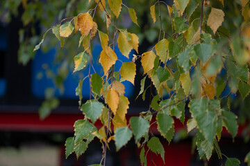Yellow and green autumn leaves hang in soft focus with a blurred train in the background, shallow...