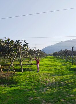 Kiwi plantation in Azerbaijan, Lankaran . High quality photo