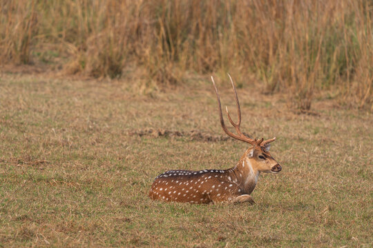 Chital (Axis axis)