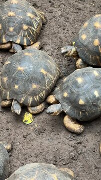 Closeup of a Radiated Tortoise (Astrochelys radiata)	