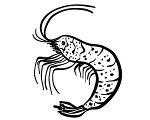 Shrimp icon in doodle style. Vector illustration with isolated shrimp.