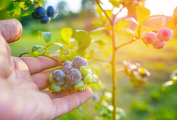 Blueberry on branch of bush in hand of farmer's. Blueberries ripening on farm. Blueberries hang on...