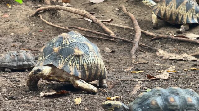 Closeup of a Radiated Tortoise (Astrochelys radiata)