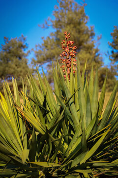 Red flowers of Hesperaloe parviflora growing in a garden and in nature. Various shots show vibrant blossoms, elegant stems and rich textures, highlighting ornamental beauty and natural growth.