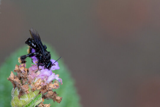 Abelha-irapu&atilde; (Trigona spinipes), tamb&eacute;m conhecida pelos nomes arapu&atilde;, irapu&atilde;, irapu&aacute; e aripu&aacute;.
