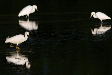 Snowy egrets wading in a lake.