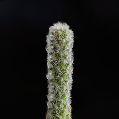 Tiny Ladyfinger Cactus isolated on black background.