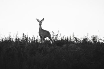Like A Deer In The Headlights (Capreolus Capreolus) © Leny Silina Helmig