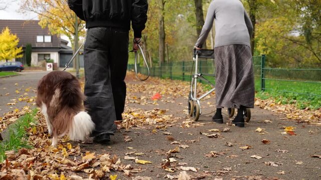 Elderly woman with grey walking slow with help of walker in the park and man with dog border collie passing by fast