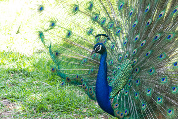 Colorful peacock with its plumage spread. Peacock feathers