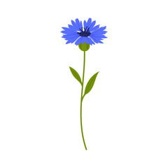 Cornflower vector illustration of blue cornflower with green stem and leaves, delicate cornflower wild flower isolated on white background