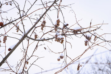 Snow-covered branches with with grape berries and dry apples against a white background