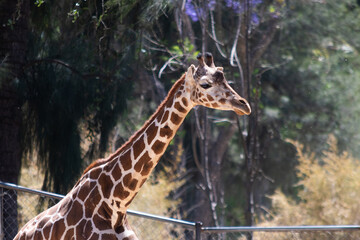 Beautiful giraffe on a sunny day at the zoo