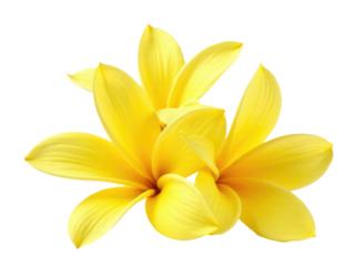 A group of bright yellow flowers sits on a clean white background, perfect for decorative or editorial uses