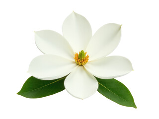 Naklejka premium A single white flower with green leaves on a pure white background