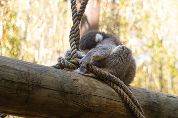 A ring-tailed lemur with its head down while holding onto a rope in a zoo © JuanPablo