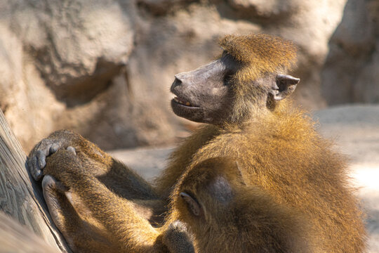 Guinea baboon in zoo. Papio papio. Primate. red baboon