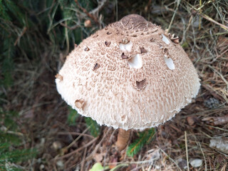 Top view of the brown mushroom Macrolepiota procera or Parasol mushroom grows in the forest.
