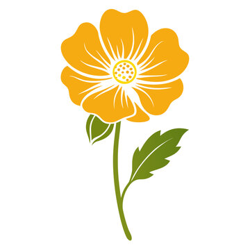 Creative Detailed Meadow Buttercup Vector Illustration | Wildflower Botanical Artwork | Nature Floral Design