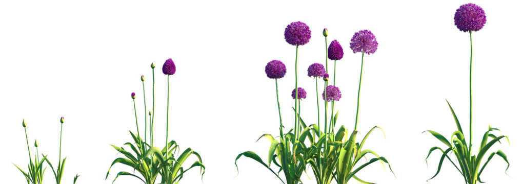 Set of Allium hollandicum (the Persian onion or Dutch garlic) frontal isolated png on a transparent background perfectly cutout high resolution	
