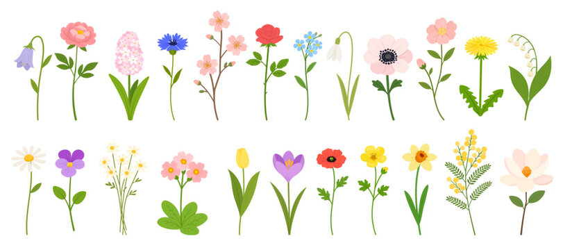 Spring floral vector set with peony, bellflower, hyacinth, cornflower, cherry branch, rose, forget-me-not, snowdrop, anemone, dandelion, lily of the valley, chamomile, violet, tulip, crocus, poppy